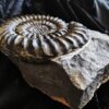 Coroniceras hyatti, Lias, Stuttgart Vaihingen  * reserviert *