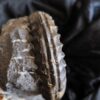 Coroniceras hyatti, Lias, Stuttgart Vaihingen  * reserviert *