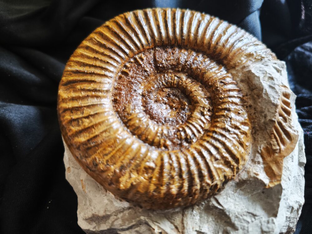 Ardescia desmoides, Malm, Böttingen bei Spaichingen