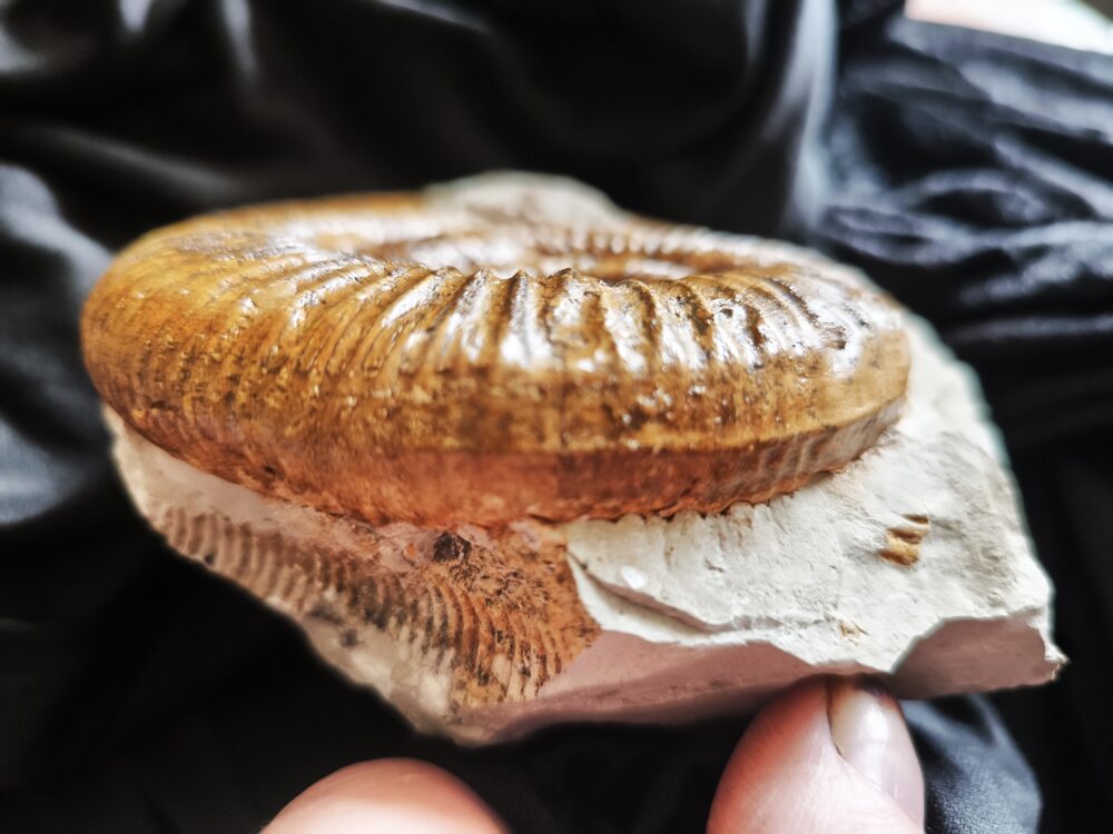 Ardescia desmoides, Malm, Böttingen bei Spaichingen