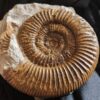 Ardescia desmoides, Malm, Böttingen bei Spaichingen