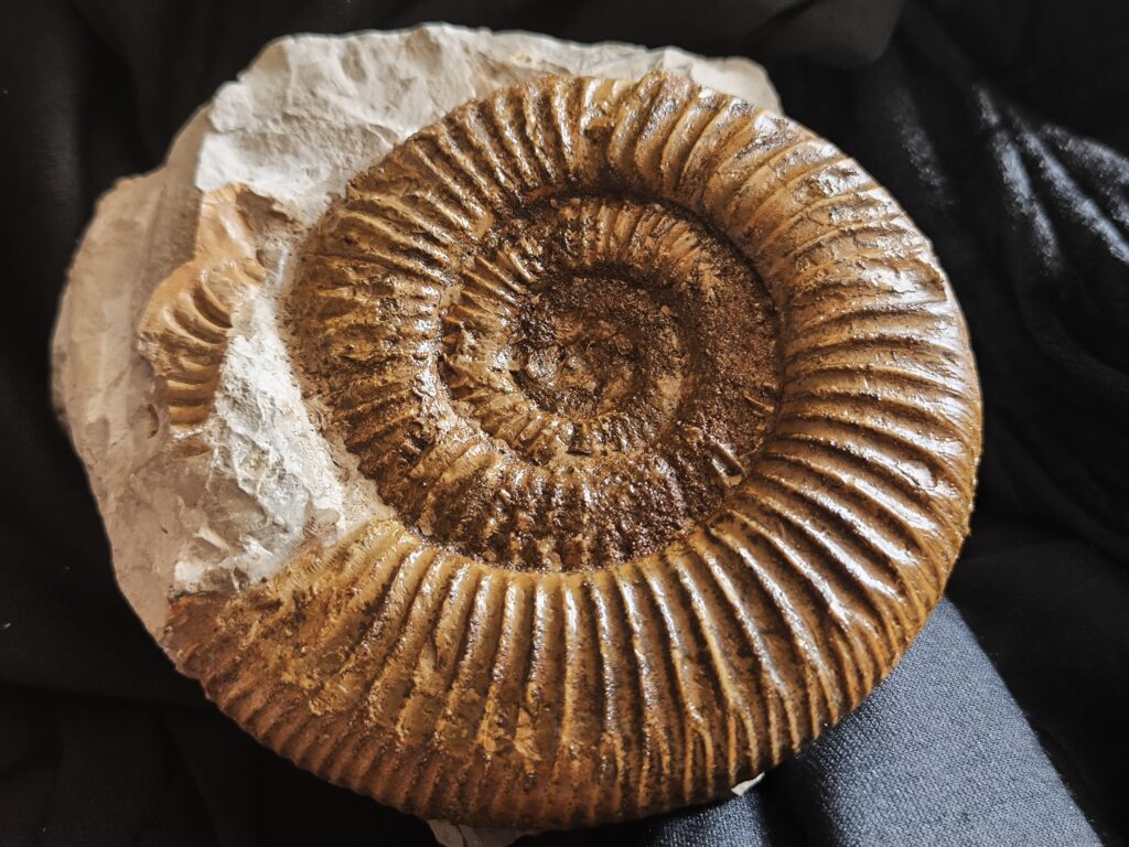 Ardescia desmoides, Malm, Böttingen bei Spaichingen