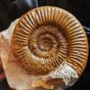 Ardescia desmoides, Malm, Böttingen bei Spaichingen