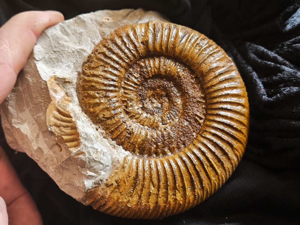 Ardescia desmoides, Malm, Böttingen bei Spaichingen