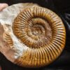 Ardescia desmoides, Malm, Böttingen bei Spaichingen