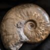 Ancolioceras opalinoides, Dogger, Blumberg, Wutach
