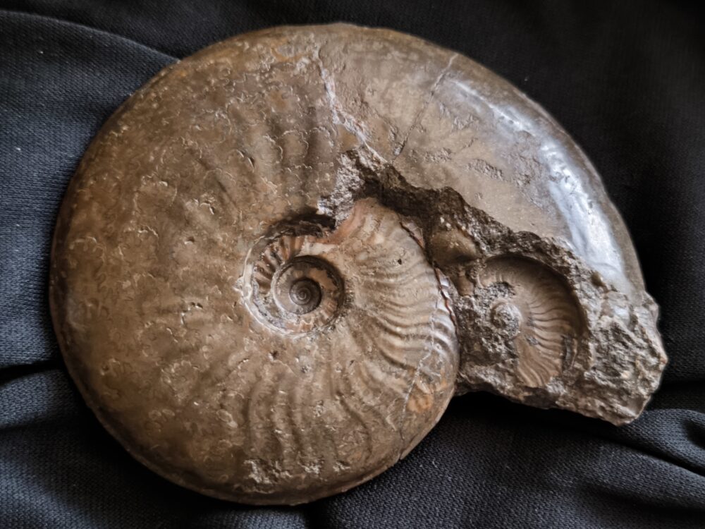 Ancolioceras opalinoides, Dogger, Blumberg, Wutach