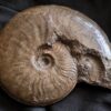 Ancolioceras opalinoides, Dogger, Blumberg, Wutach