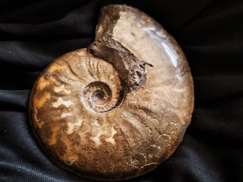 Ancolioceras opalinoides, Dogger, Blumberg, Wutach