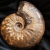 Ancolioceras opalinoides, Dogger, Blumberg, Wutach