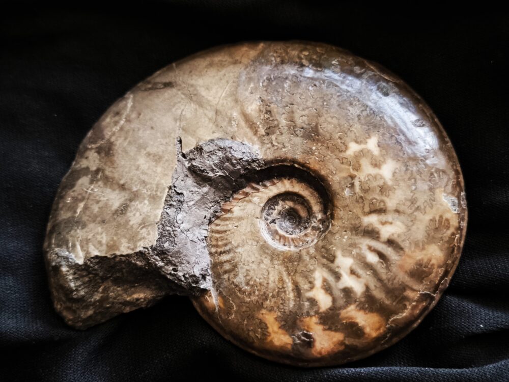 Ancolioceras opalinoides, Dogger, Blumberg, Wutach