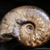 Ancolioceras opalinoides, Dogger, Blumberg, Wutach