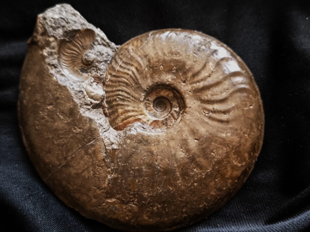 Ancolioceras opalinoides, Dogger, Blumberg, Wutach