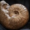 Ancolioceras opalinoides, Dogger, Blumberg, Wutach