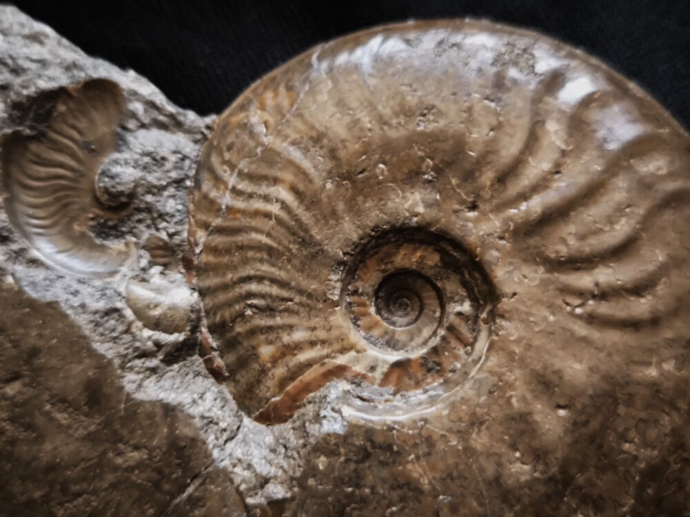 Ancolioceras opalinoides, Dogger, Blumberg, Wutach