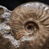Ancolioceras opalinoides, Dogger, Blumberg, Wutach