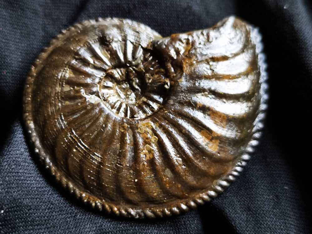 Amaltheus margaritatus, Lias, Zell unterm Aichelberg.  * reserviert *