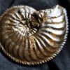 Amaltheus margaritatus, Lias, Zell unterm Aichelberg.  * reserviert *