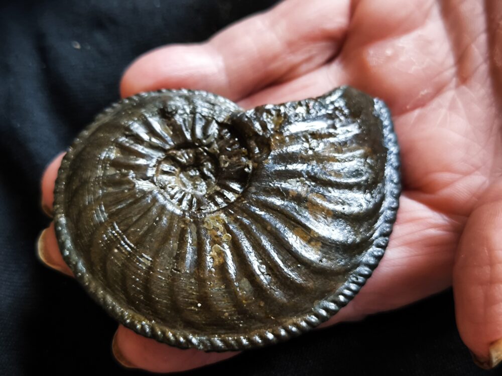 Amaltheus margaritatus, Lias, Zell unterm Aichelberg.  * reserviert *