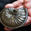 Amaltheus margaritatus, Lias, Zell unterm Aichelberg.  * reserviert *