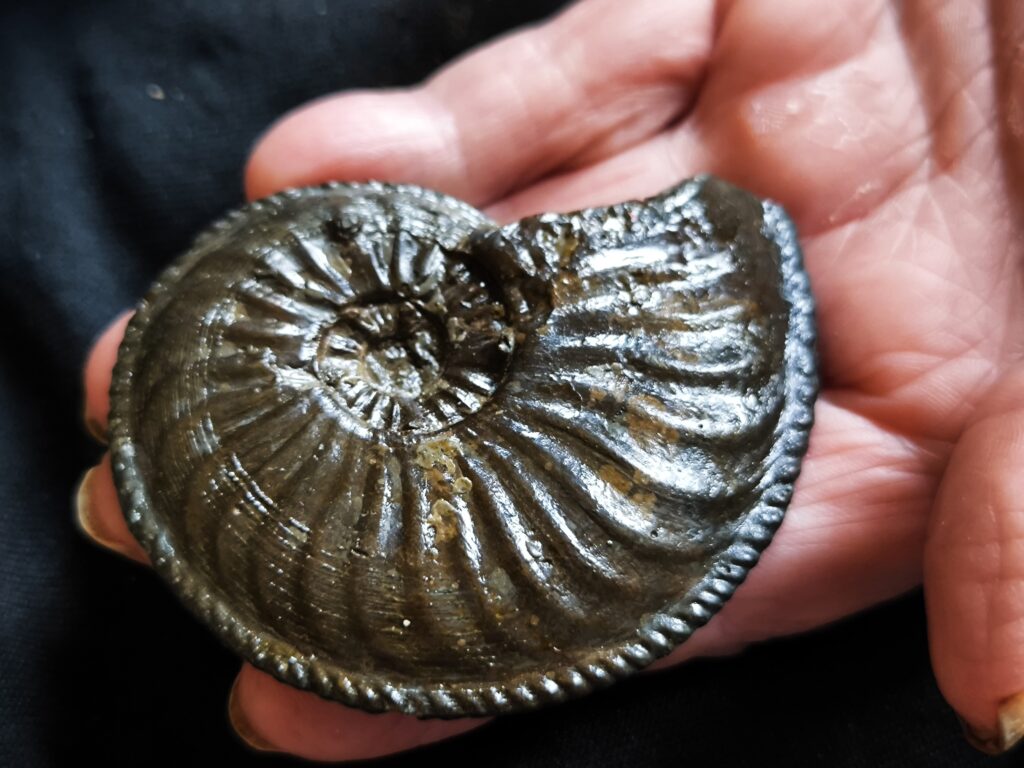 Amaltheus margaritatus, Lias, Zell unterm Aichelberg. * reserviert *