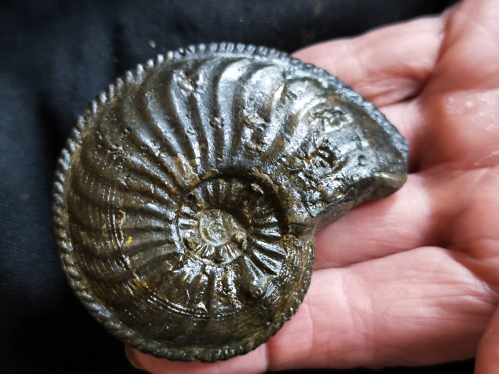 Amaltheus margaritatus, Lias, Zell unterm Aichelberg.  * reserviert *