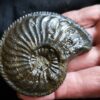 Amaltheus margaritatus, Lias, Zell unterm Aichelberg.  * reserviert *
