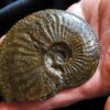 Amaltheus margaritatus, Lias, Zell unterm Aichelberg.
