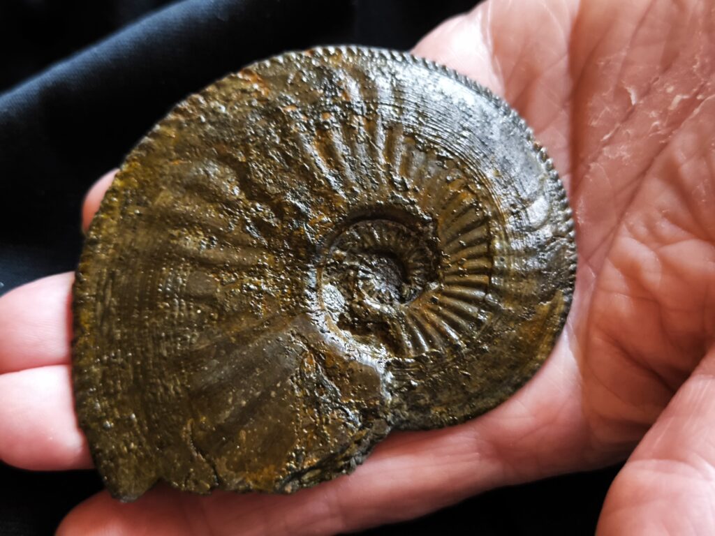 Amaltheus margaritatus, Lias, Zell unterm Aichelberg.