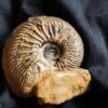 Cardioceras bukowski, Malm, Villers sur Mer, Normandie * reserviert *