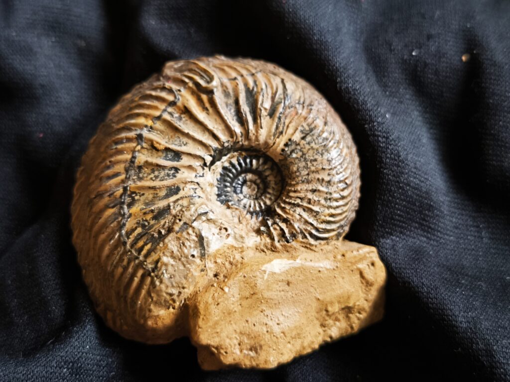 Cardioceras bukowski, Malm, Villers sur Mer, Normandie * reserviert *