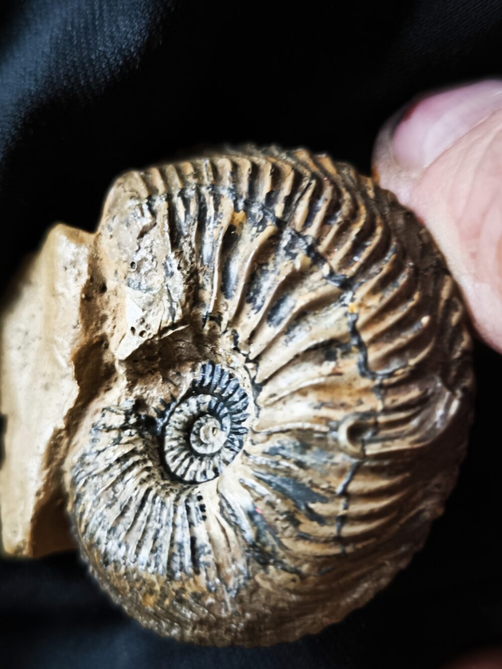 Cardioceras bukowski, Malm, Villers sur Mer, Normandie * reserviert *