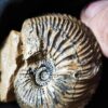 Cardioceras bukowski, Malm, Villers sur Mer, Normandie * reserviert *