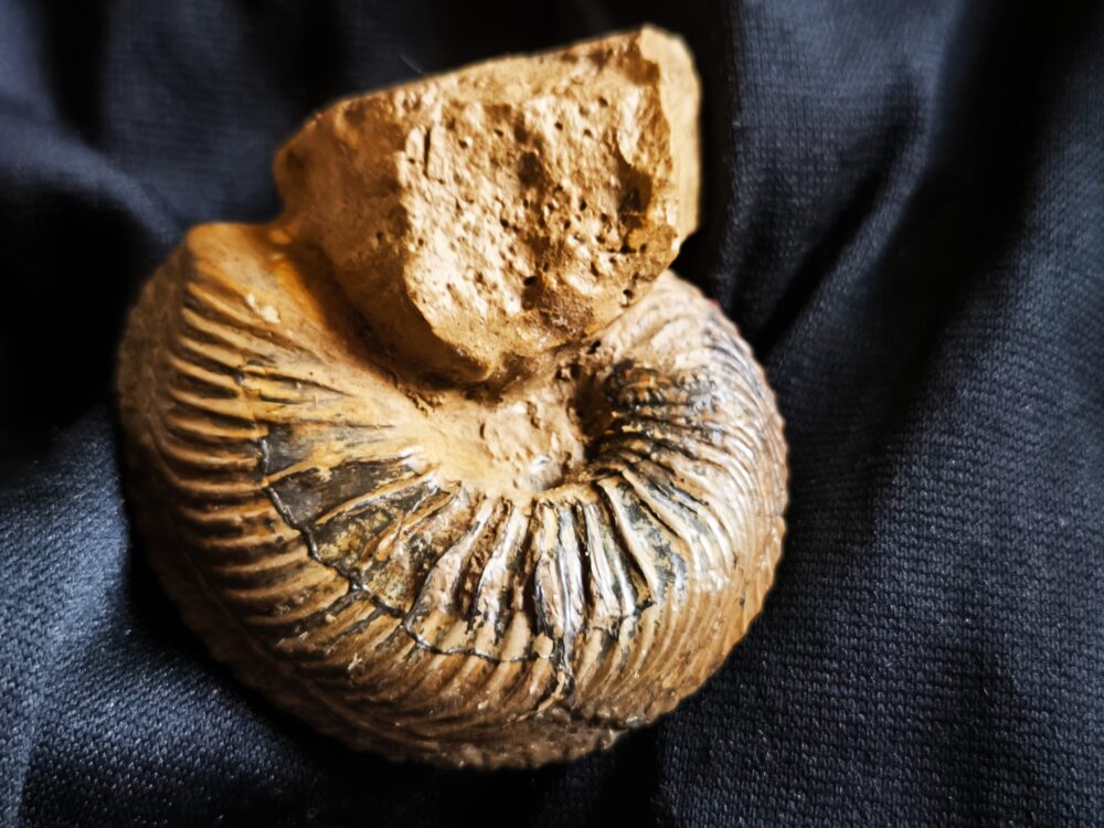 Cardioceras bukowski, Malm, Villers sur Mer, Normandie * reserviert *