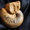 Cardioceras bukowski, Malm, Villers sur Mer, Normandie * reserviert *