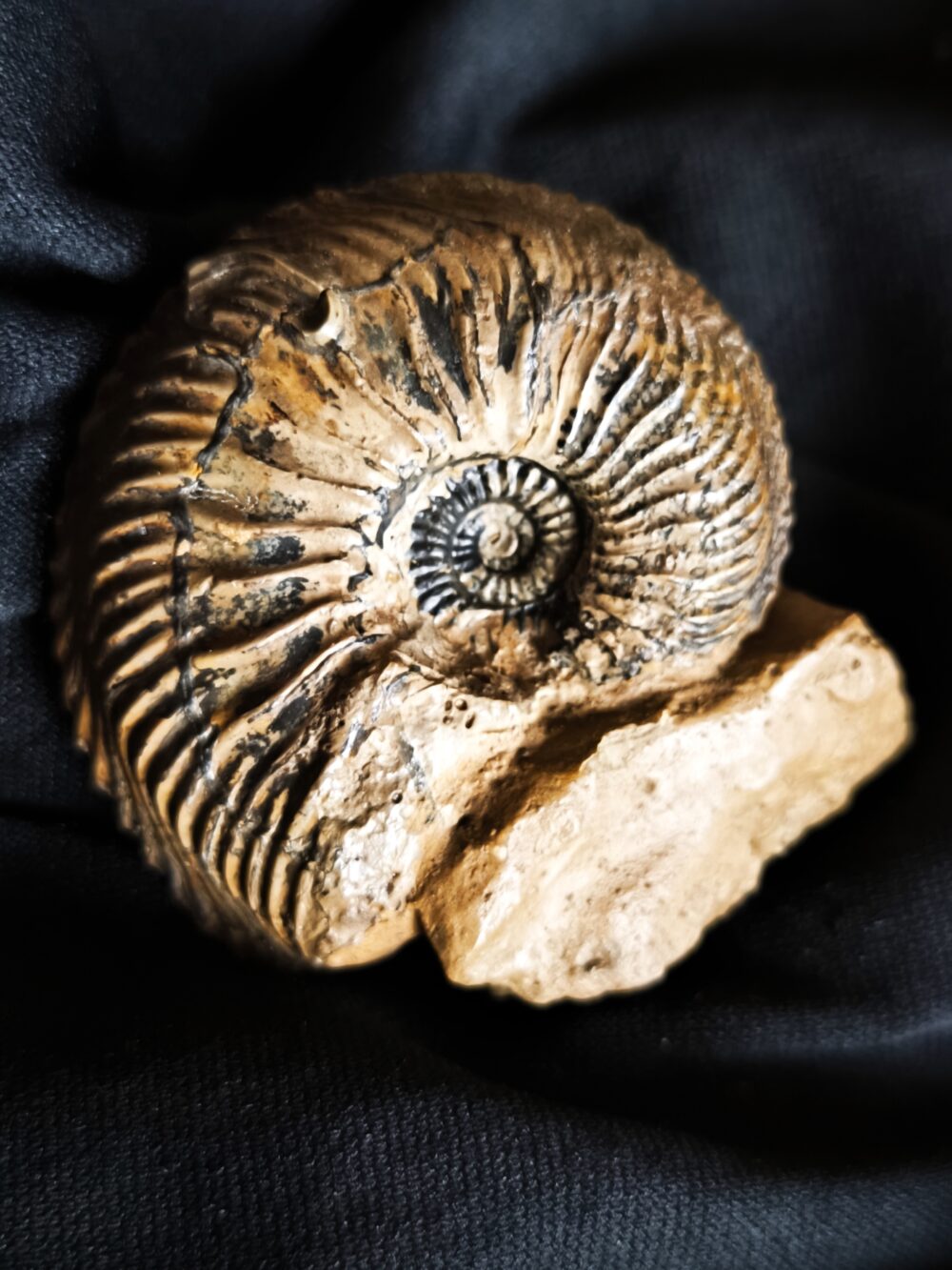 Cardioceras bukowski, Malm, Villers sur Mer, Normandie * reserviert *