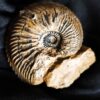 Cardioceras bukowski, Malm, Villers sur Mer, Normandie * reserviert *