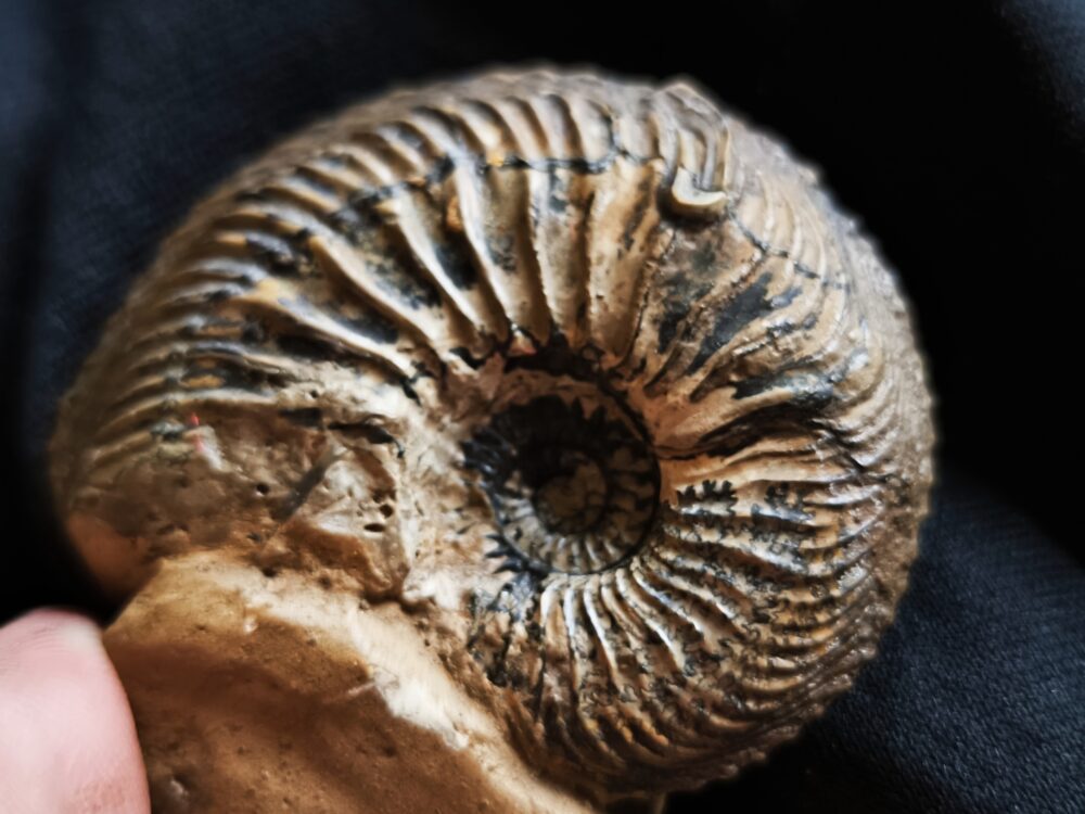 Cardioceras bukowski, Malm, Villers sur Mer, Normandie * reserviert *