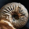 Cardioceras bukowski, Malm, Villers sur Mer, Normandie * reserviert *
