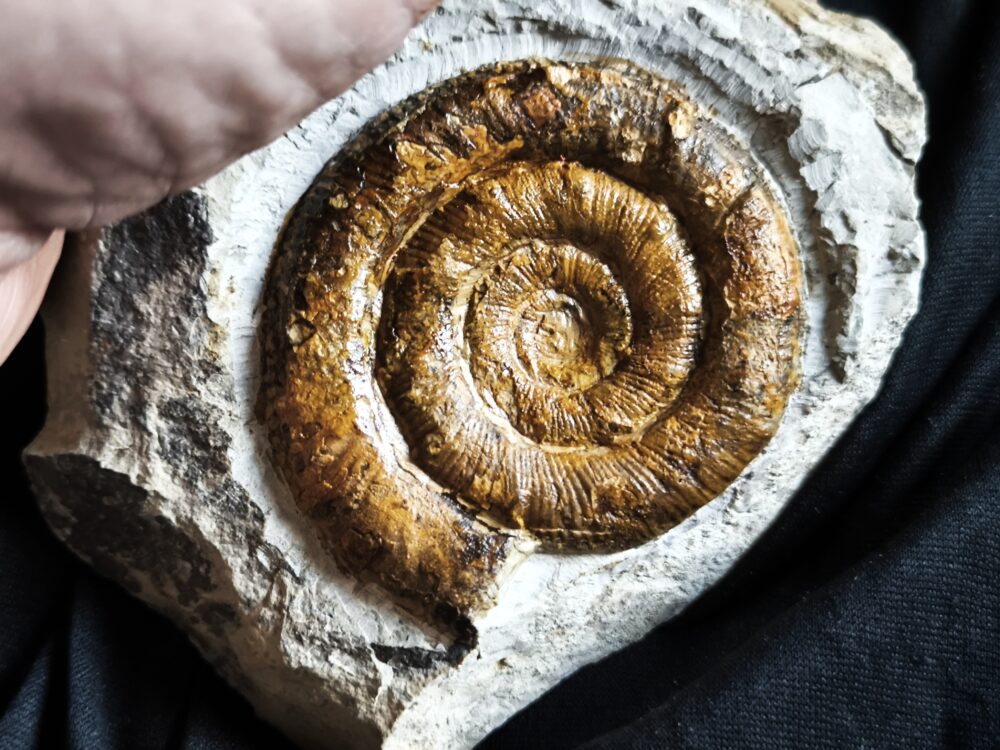 Prodactylioceras davoei, Lias, Schwäbisch Gmünd