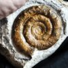 Prodactylioceras davoei, Lias, Schwäbisch Gmünd