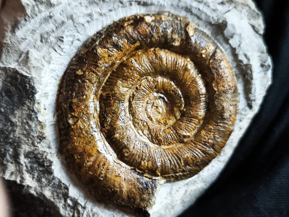 Prodactylioceras davoei, Lias, Schwäbisch Gmünd