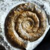 Prodactylioceras davoei, Lias, Schwäbisch Gmünd