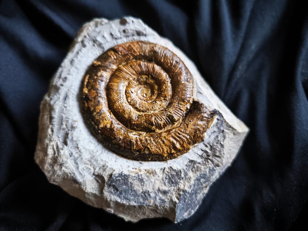 Prodactylioceras davoei, Lias, Schwäbisch Gmünd