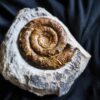 Prodactylioceras davoei, Lias, Schwäbisch Gmünd