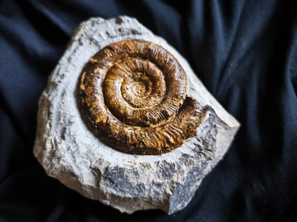 Prodactylioceras davoei, Lias, Schwäbisch Gmünd