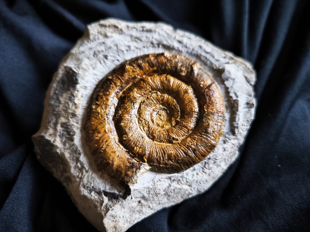 Prodactylioceras davoei, Lias, Schwäbisch Gmünd