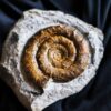 Prodactylioceras davoei, Lias, Schwäbisch Gmünd