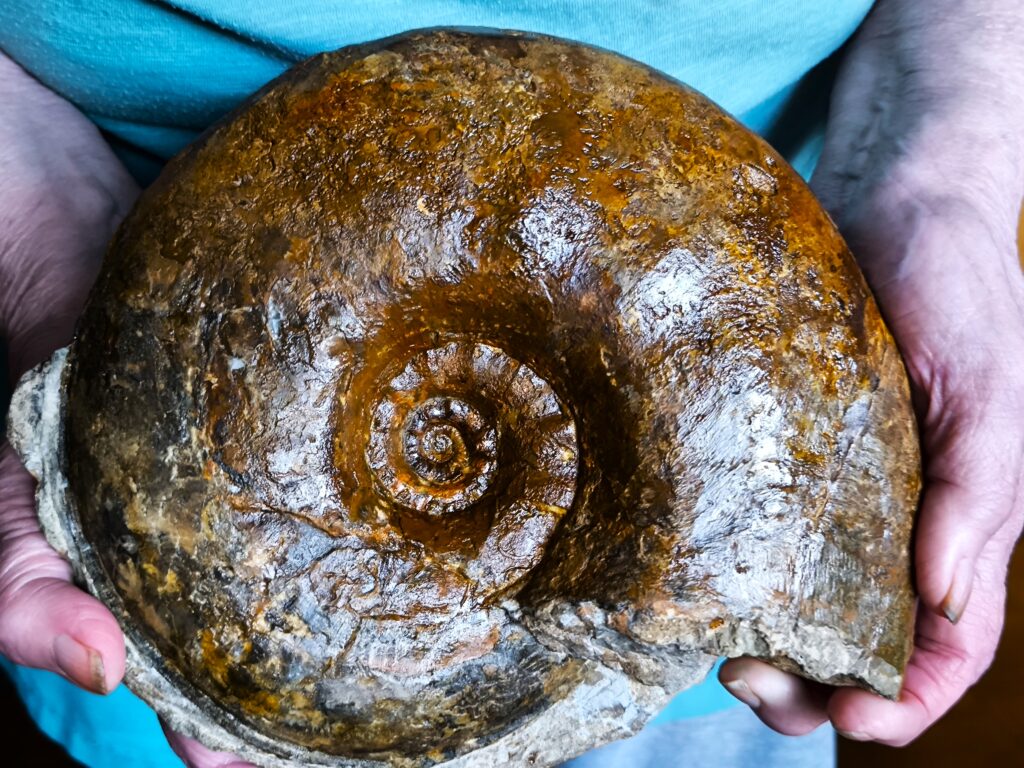 Sonninia ( Euhoploceras ) adicra, Dogger, Nenningen, Ostalb * reserviert *