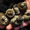 Konvolut mit sechs Amaltheen auf oder in Pyritknollen, Lias, Zell unterm Aichelberg